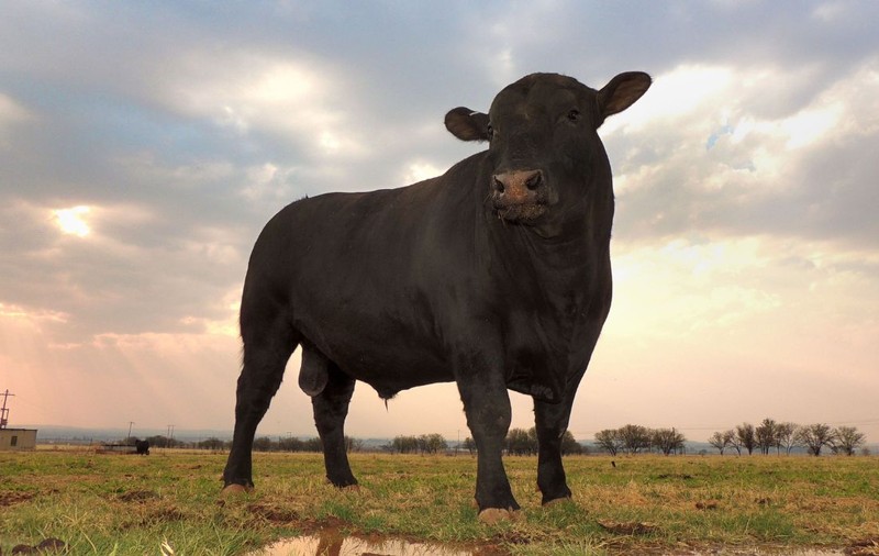 Cel mai scump taur Angus, vândut cu 142.000 de euro: are asigurare și este considerat un exemplar special