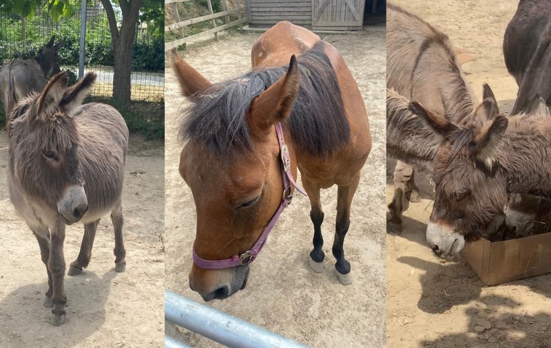 Povestea adăpostului de animale de la Cernavodă care face ateliere de jucării și aduce deținuți să interacționeze cu măgărușii: „E o chestie de civilizație să facem astfel de activități” 