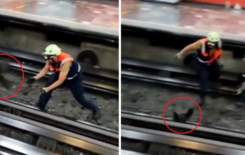 O găină a ajuns pe șine, iar circulația metroului din Ciudad de Mexico a fost oprită pentru a prinde pasărea | VIDEO