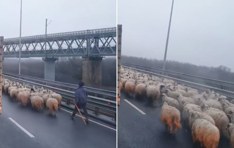 Turmă de oi mânată pe Autostrada Soarelui. Ce amenzi au luat ciobanii care au încurcat circulația | VIDEO
