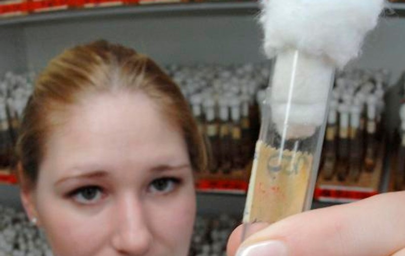 Catacombele romane, sursa pentru vaccinuri şi medicamente