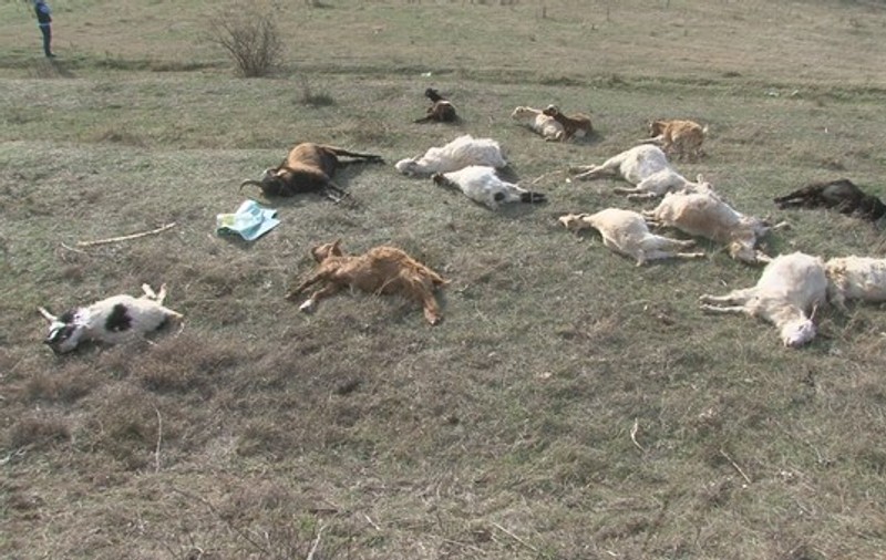 Peste 20 de capre au murit în chinuri groaznice după ce au fost otrăvite! FOTO