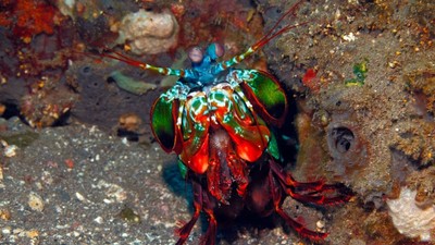 crevetele calugarita