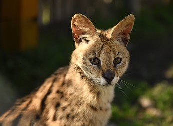 Pisica hipoalergenică Allerca