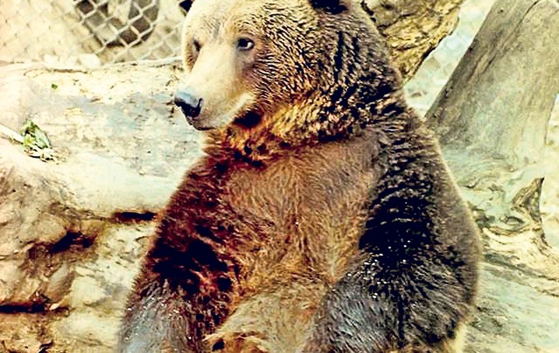 Bietul Baloo! Are 11 aniversări după gratii