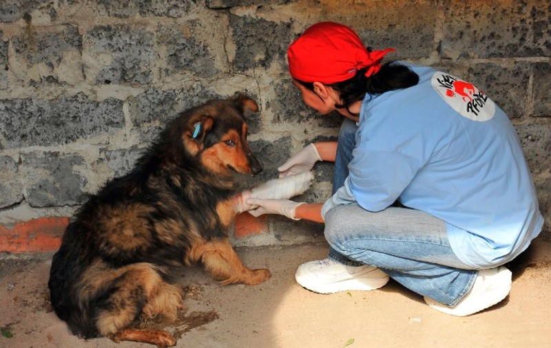 Şi ucrainenii au probleme cu MAIDANEZII! Au cerut ajutorul MEDICILOR VETERINARI DIN ROMÂNIA!