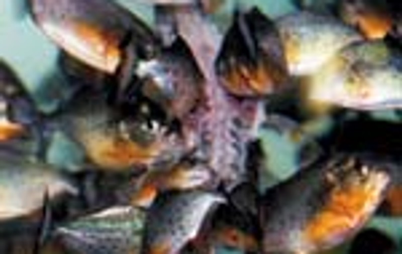 Piranha, micul monstru al apelor