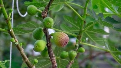 Cum să plantezi un smochin la tine acasă