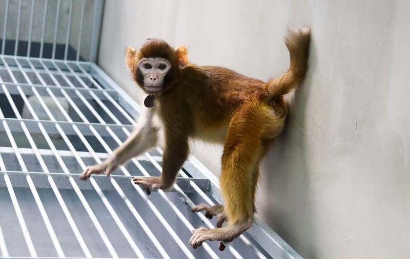 Premieră istorică în cercetare: o maimuță rhesus, clonată cu succes de chinezi, deschide calea unor descoperiri medicale