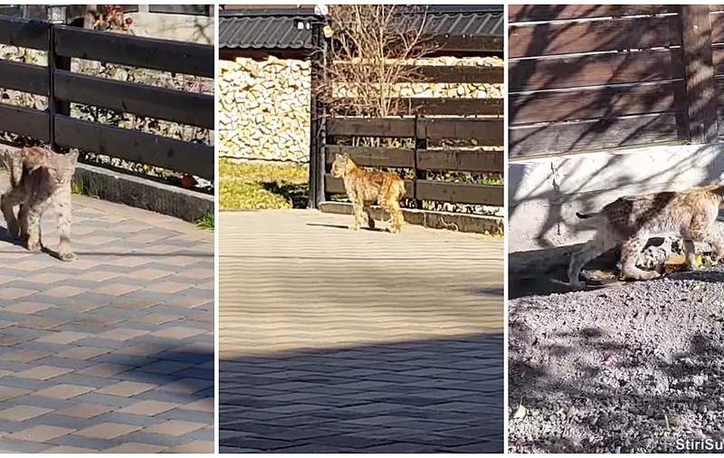 Pui de râs carpatin, filmat în curtea unei gospodării dintr-o comună suceveană