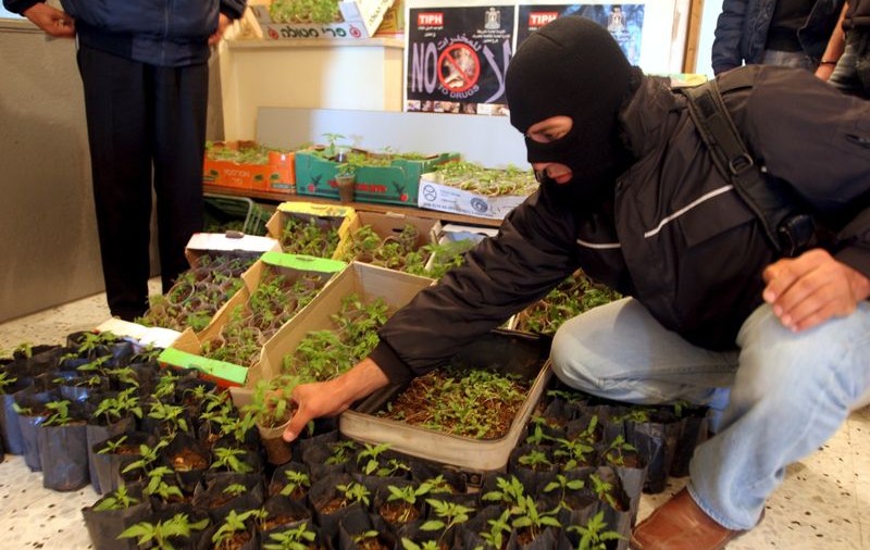 A descoperit că are o ”fermă” de marijuana în casă