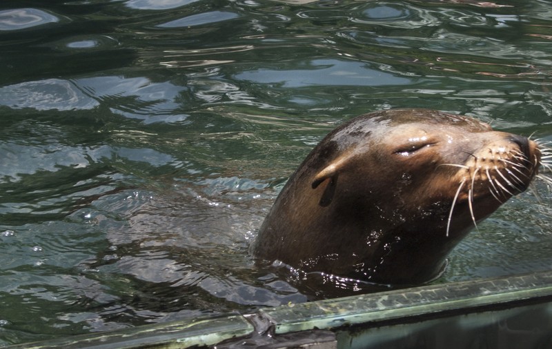 Un leu de mare a evadat de la grădina zoo Central Park, după inundațiile masive care au paralizat New York-ul