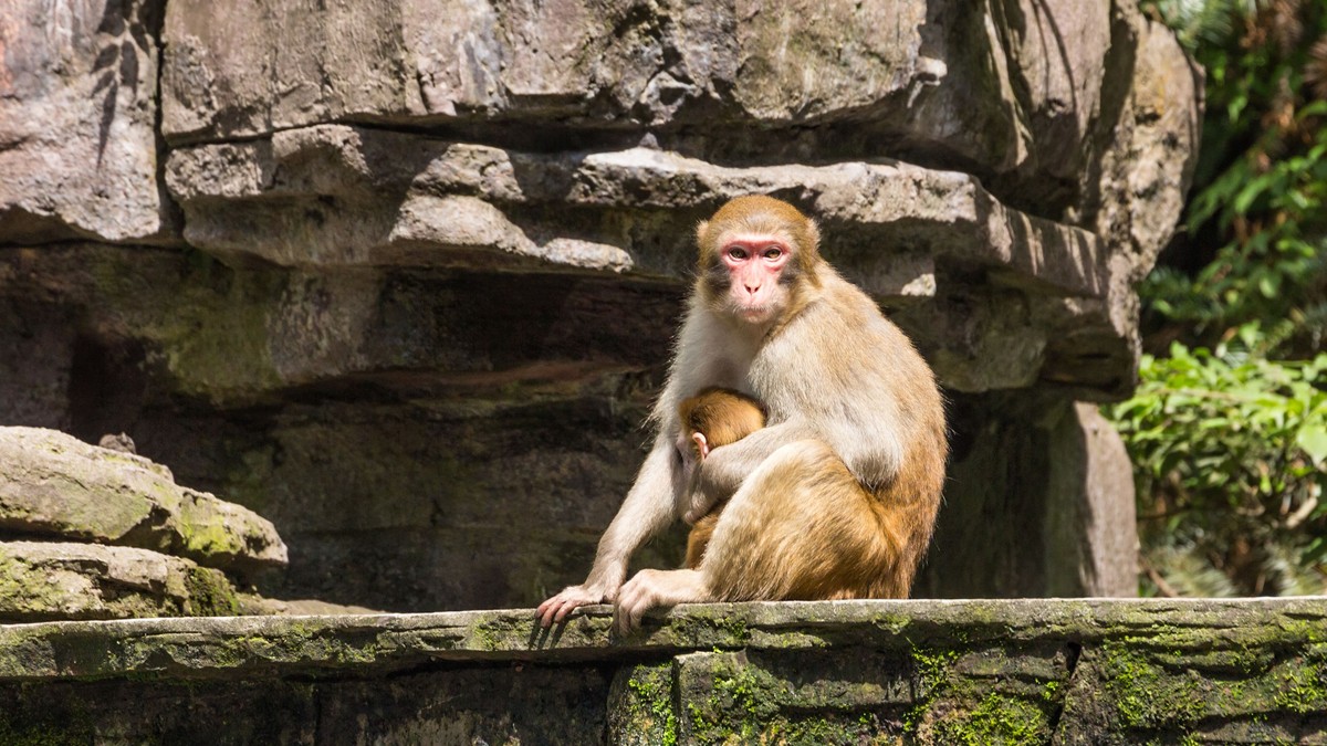 O mamă și un pui de macac Rhesus sălbatic în Parcul Național Forestier Zhangiajie din Hunan, China. FOTO: Hepta