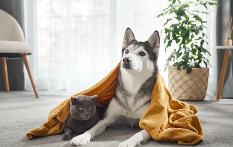 Un Husky siberian și o pisică British Short Hair împreună pe un covor 