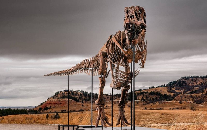 „Gus” este cel mai scump dinozaur din lume: suma-record cu care s-a vândut un T-Rex uriaș de 67 de milioane de ani, în SUA | VIDEO