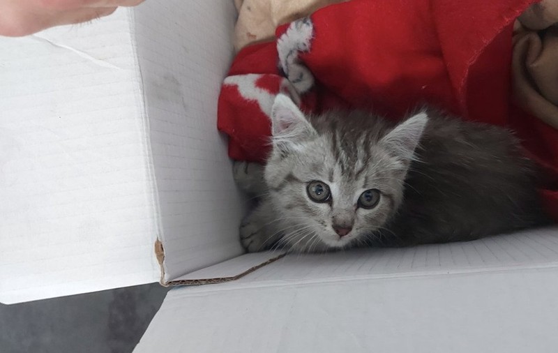 Un pui de pisică a scăpat nevătămat după o călătorie de 600 de kilometri în arcul roții unei mașini