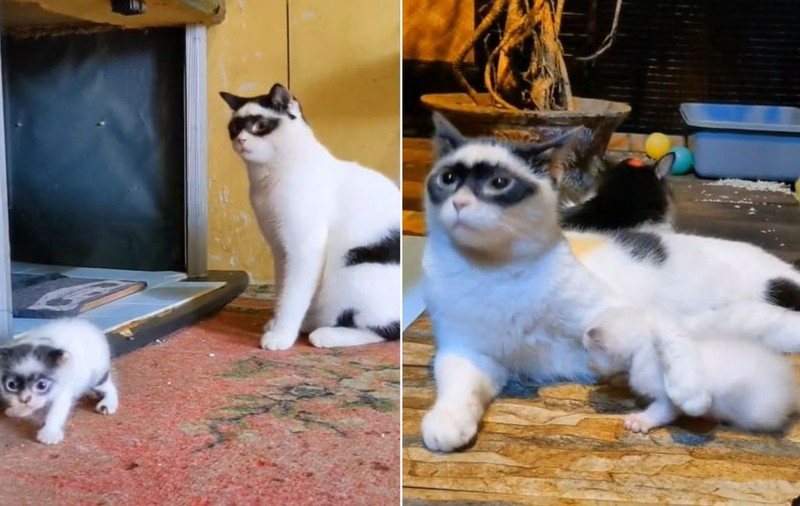 Doi pisoi din Indonezia, virali pe internet datorită aspectului lor. Zorro și puiul său au strâns milioane de aprecieri - VIDEO