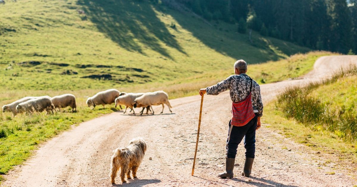 drum de pământ care șerpuiește printr-o zonă verde, cu dealuri și pășuni. În prim-plan, pe drum, se află o persoană văzută din spate, cu părul grizonat, purtând cizme de cauciuc, pantaloni închiși la culoare, o cămașă cu model și o traistă roșie pe umăr. Ține în mână un baston lung. Lângă persoană stă un câine de talie medie, cu blană lungă, de culoare deschisă. În partea stângă a imaginii, pe marginea drumului, se află mai multe oi albe, unele cu pete maronii