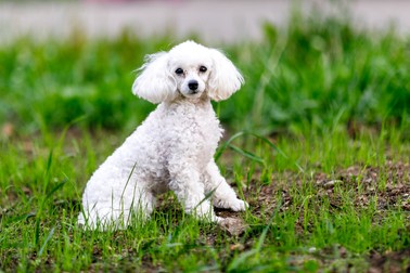 Câine Pudel