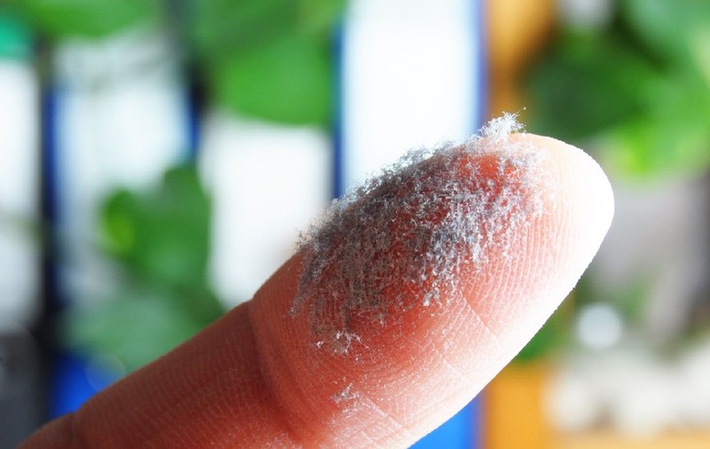 Ce se ascunde în praful din casele noastre: „un cocktail toxic” de pesticide