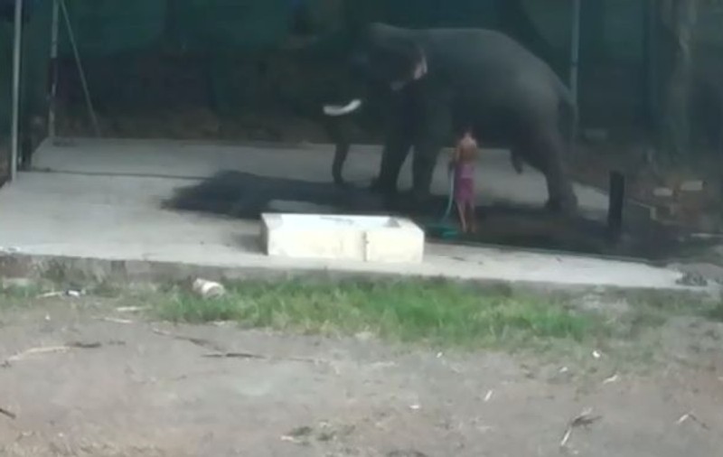 VIDEO | Un bărbat a murit strivit de elefantul pe care îl bătea