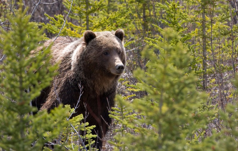 Un urs grizzly cu istoric problematic ajunge pe o insulă canadiană și stârnește dezbateri în comunitate