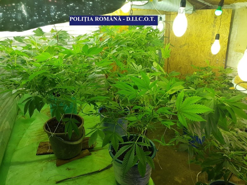 Peste cinci kilograme de cannabis, descoperite de polițiștii vrânceni la o grupare de traficanți
