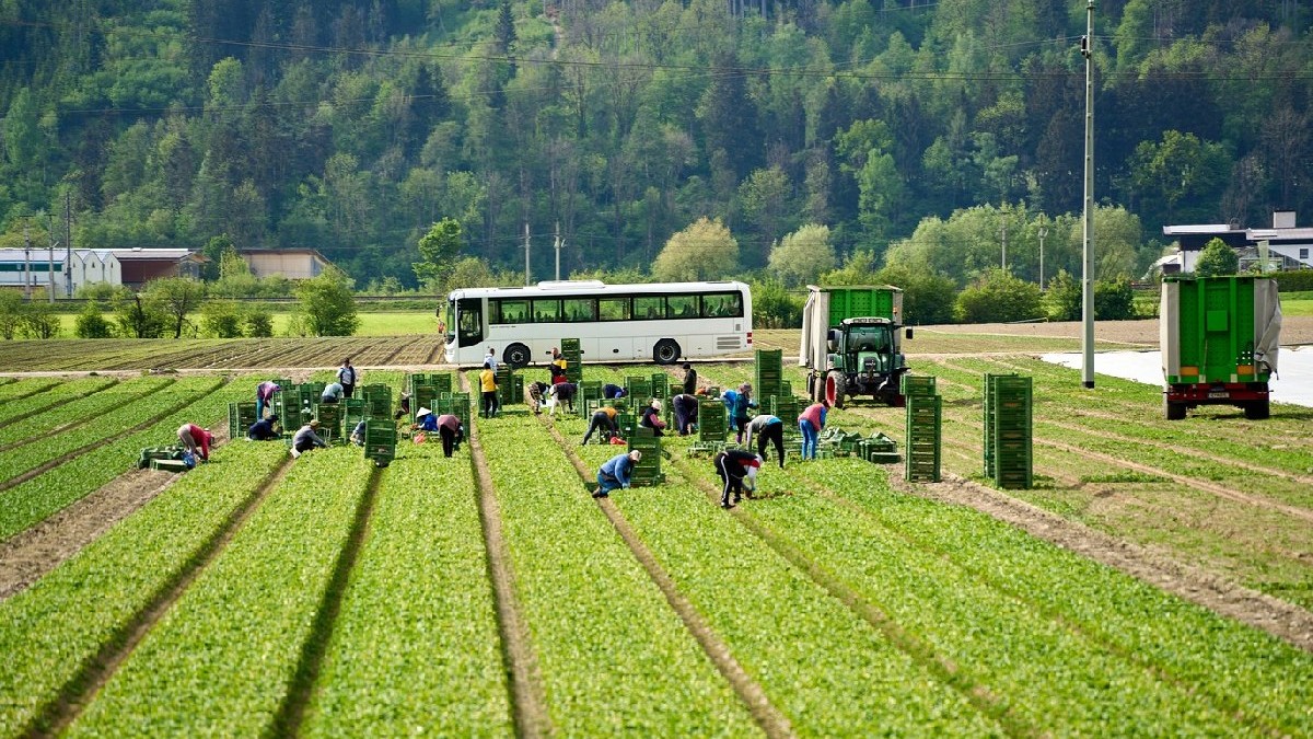 Muncitori, care au fost aduși pe terenul agricol cu autobuzul, recoltează fructe sau legume pe un câmp. Lucrători sezonieri care împachetează produsele recoltate în cutii verzi lângă un tractor