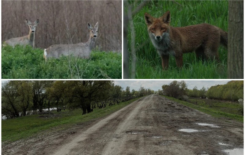Safari pe unul dintre cele mai proaste drumuri din România: Tulcea - Chilia Veche. Căprioare, vulpi, șacali și un milion de gropi