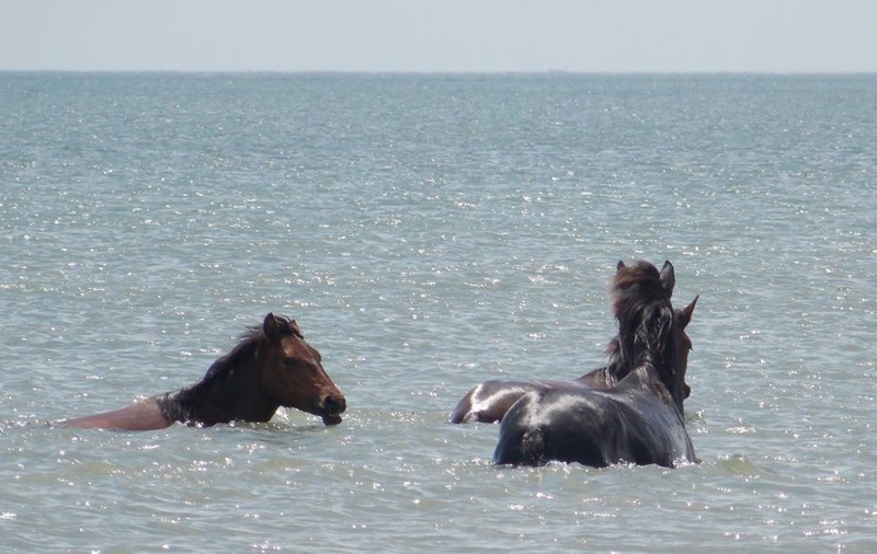 Caii sălbatici din Delta Dunării, fotografiați în timp ce fac baie. Imagini superbe la Gura Portiței