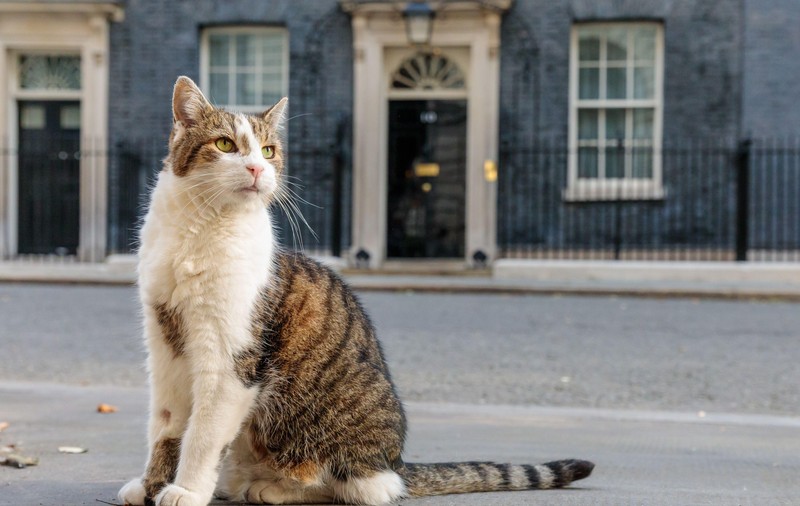 Invazie de șoareci în cartierul guvernamental din Londra. Motanul Larry, „cel mai vechi locatar din Downing Street”, are concurență