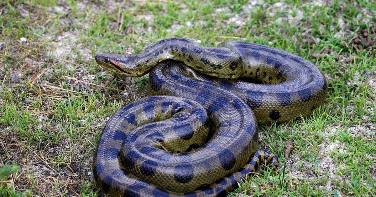 Anaconda
