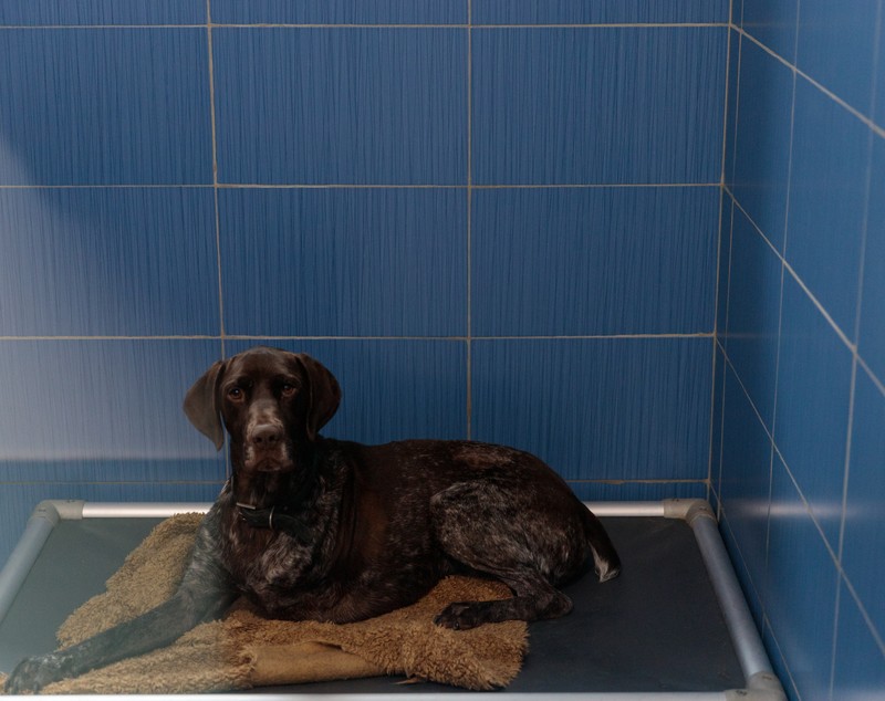 Poliţia Animalelor a împlinit un an. Peste o mie de animale salvate, zeci de dosare penale și 15 persoane arestate