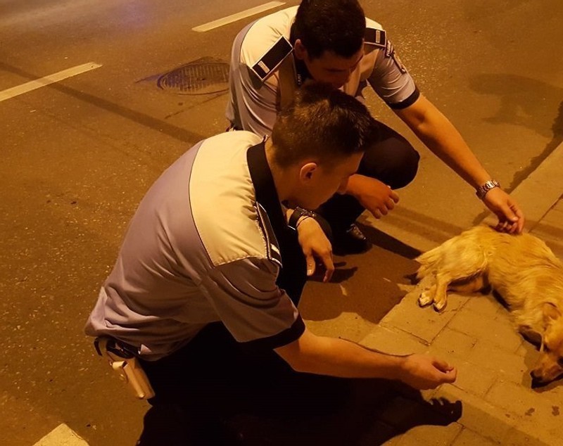 Doi polițiști din Iași au salvat viața unui cățel rănit care zăcea pe stradă. Câinele va fi adoptat