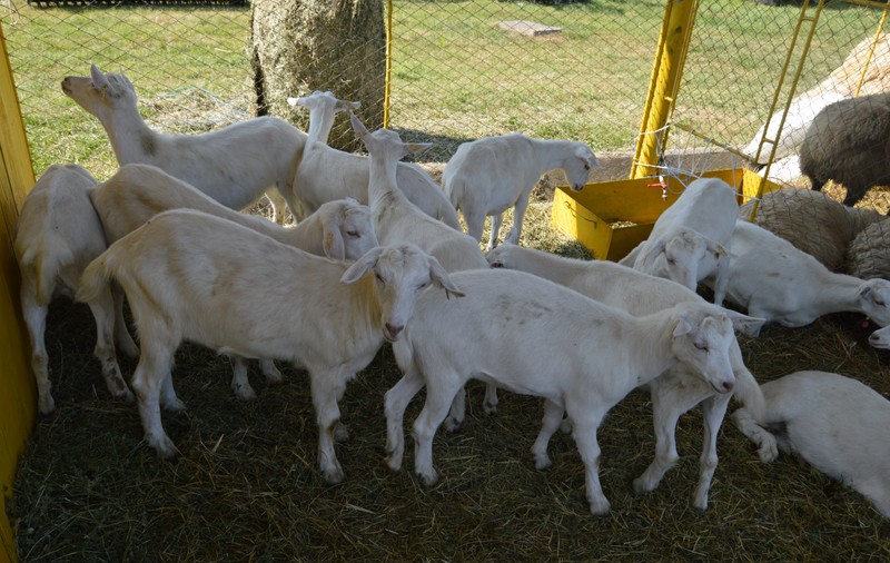 Cea mai mare expoziție de animale din Moldova, anulată din cauza pestei porcine. Expo-Zoo Agroind Vaslui aduna zeci de fermieri