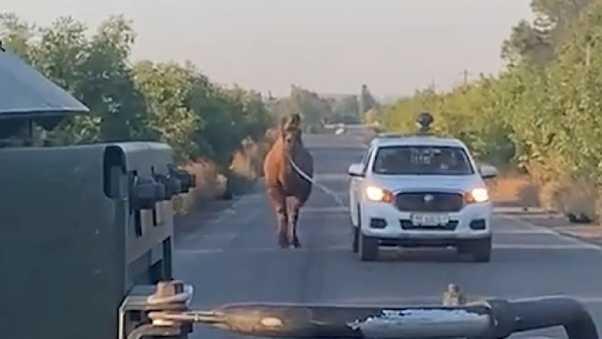 Imaginea prezintă o cămilă mergând pe lângă o mașină albă, cu farurile aprinse, pe un drum pavat, mărginit de copaci