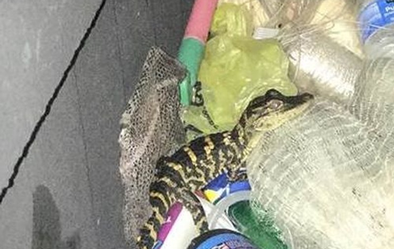 VIDEO | O tânără care a fost oprită în trafic avea un pui de aligator ascuns în pantaloni