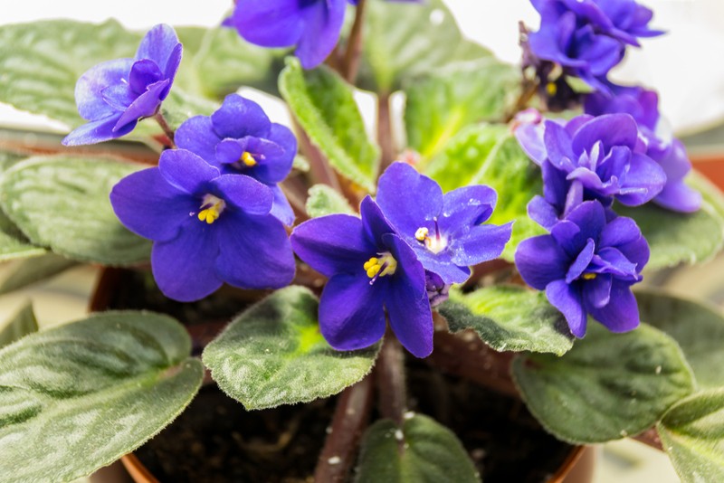 Violete de Parma albastre