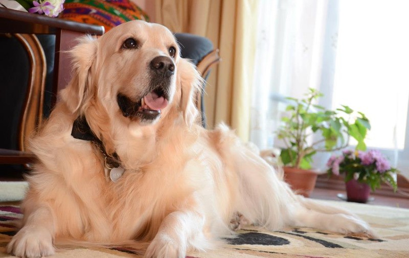 De ce e mai bine să ai un CÂINE decât să fii într-o RELAȚIE