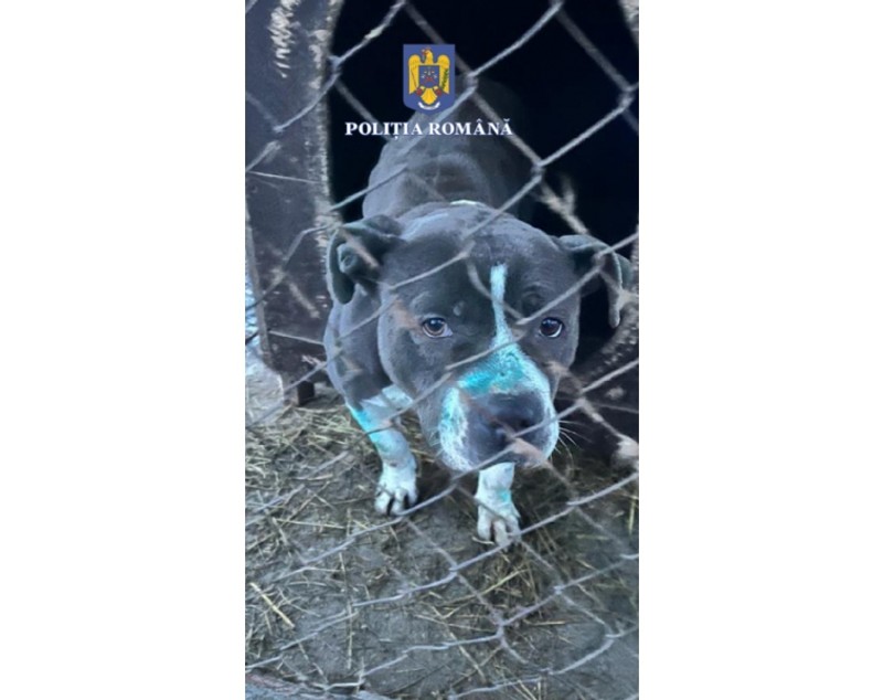 Un bărbat care organiza lupte de câini în Mureș și a tăiat urechile unuia dintre animale, amendat cu 8.000 de lei | FOTO