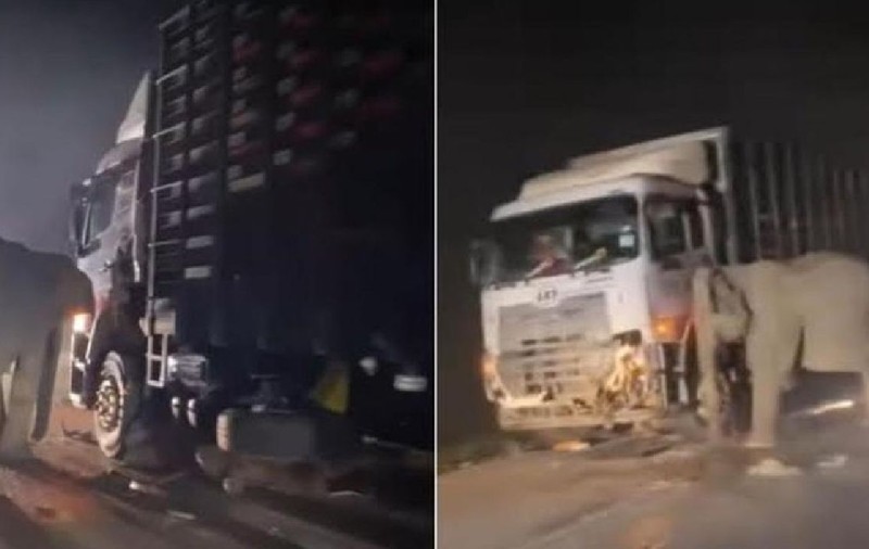 Elefantul a rămas la locul accidentului și nu s-a despărțit de trupul puiului: „Înțeleg conceptul de moarte” | VIDEO