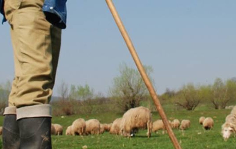 Un cioban din Timiș și-a înjunghiat rivalii, la fel ca-n balada ”Miorița”. De la ce a pornit scandalul