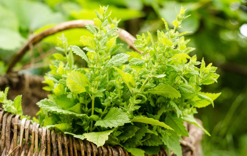 Roiniță - cum se utilizează cea mai cunoscută plantă medicinală recomandată pentru insomnii