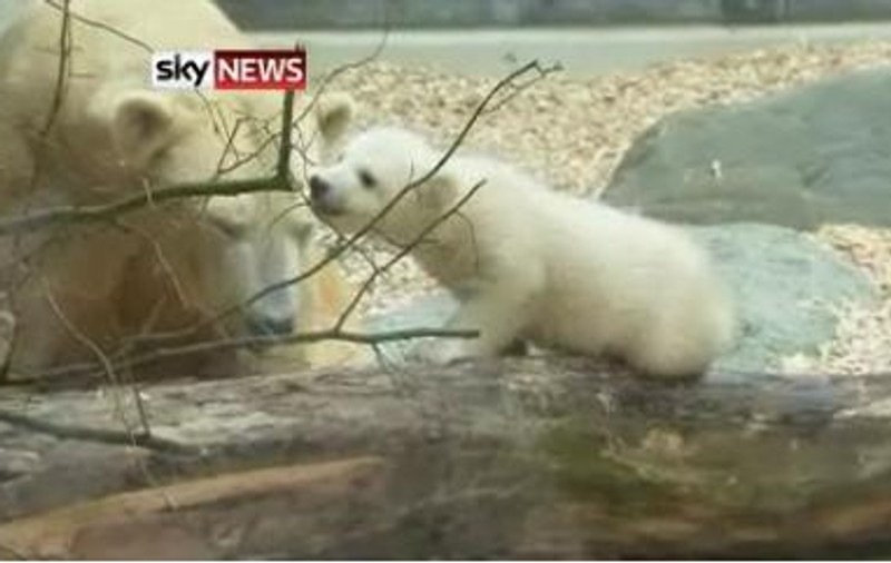 Ea este sora lui Knut. Ghemul de blăniță și-a făcut debutul la Zoo în Germania | VIDEO