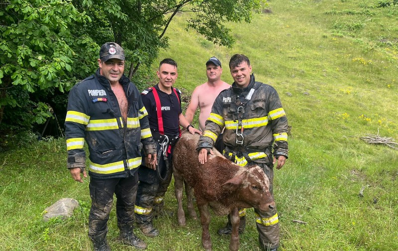 Viţel salvat de pompierii bistrițeni dintr-o râpă adâncă de zece metri, după o intervenţie de patru ore