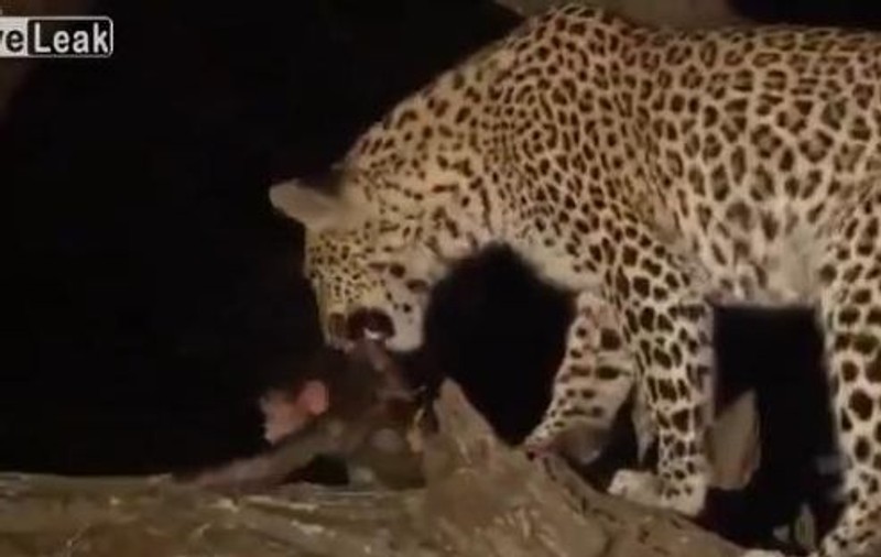POVESTEA care a emoţionat MILIOANE de oameni până la lacrimi! Un leopard şi-a ucis PRADA, dar a avut grijă de PUIUL VICTIMEI! | VIDEO
