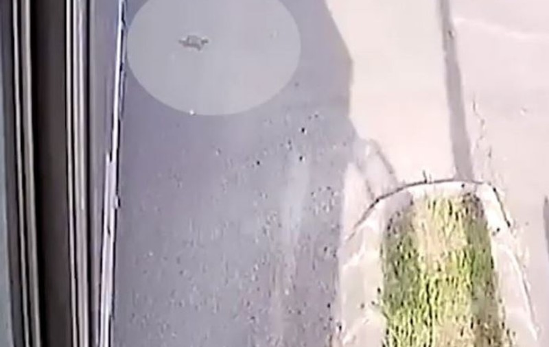 Un șofer de autobuz a salvat o broască țestoasă în Iași. A găsit reptila pe mijlocul drumului / VIDEO