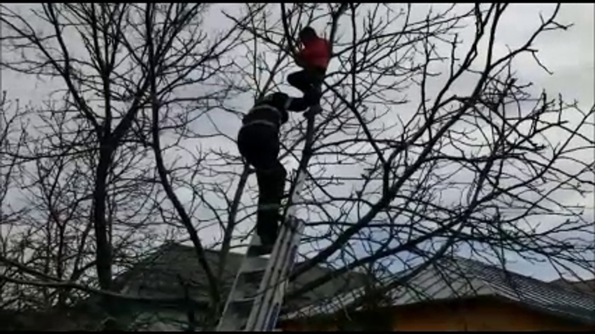 O fetiță de șase ani, salvată dintr-un copac înalt de către pompierii din Buzău. Copila s-a urcat singură, însă nu a mai putut coborî