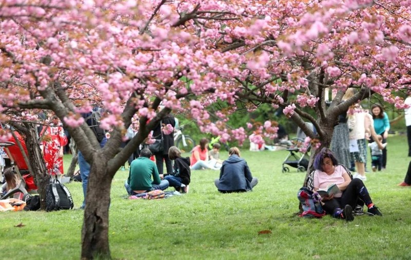 Cea mai mare grădină japoneză din Europa se găsește într-un parc din București:„Am ajuns la 85”
