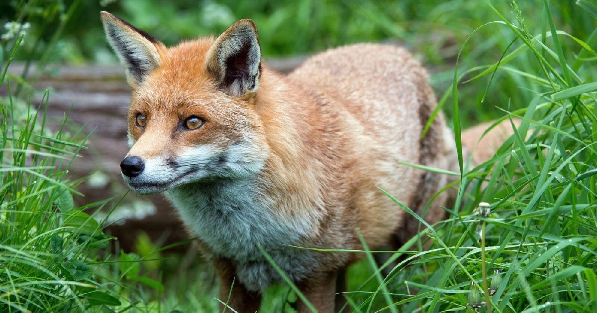 Vulpe roșcată, într-un câmp, surprinsă în habitatul său natural.